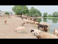 Sheep and goats are drinking rainwater