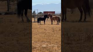 Team Pony Making a Run for It #horse #horseenthusiast #equestrian #minihorse