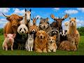 30 Cute Animal Sounds for Kids | Real Animal Sounds for Toddlers |