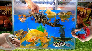 Video tổng hợp cá cảnh đẹp, động vật dễ thương, vịt con đáng yêu, cá lia thia, cá betta, cá vàng
