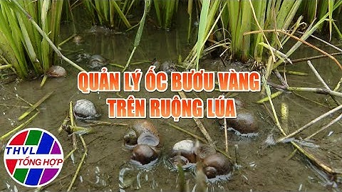 Nông nghiệp bền vững: Quản lý ốc bươu vàng trên ruộng lúa