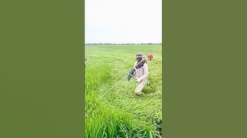 Máy cắt cỏ Tiến Linh #tienlinhgroup #xuhuong #trongcay #maymoc #hiendai #fpy #foryou