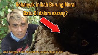 Di lokasi Ngebolang Ini Semua sarang burung murai batu sudah keluar Anakan dan banyak bagettt...!