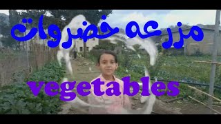 خضروات خضروات | مزرعه خضروات | قطفنا خضروات طازجه | vegetables | تعليم الخضروات للاطفال بالعربي