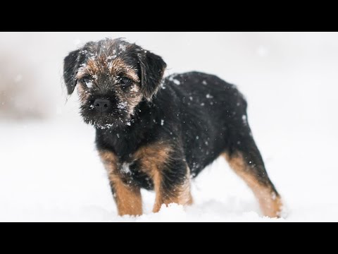 Video: 10 beste hunderaser for byboere