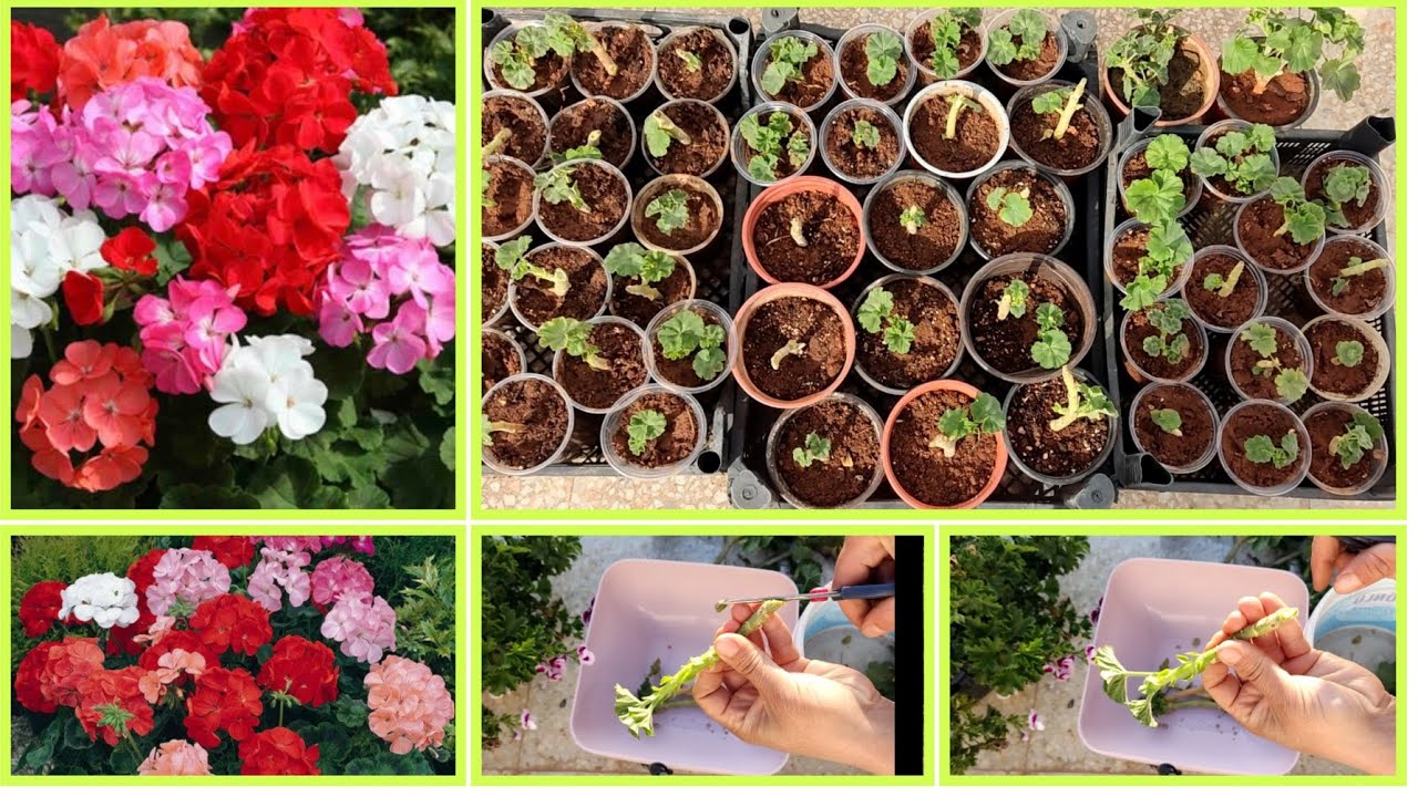 📢SARDUNYA NASIL ÇOĞALTILIR💯ÇELİKTEN SARDUNYA NASIL KÖKLENDİRİLİR ÇELİKLERİN BOYU,TOPRAĞI,KONUMU