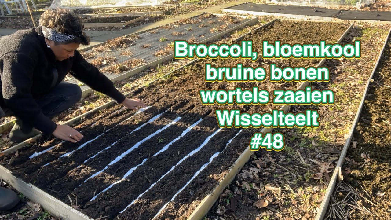Mijn moestuin avontuur #48 wisselteelt, bloemkool en broccoli, bruine