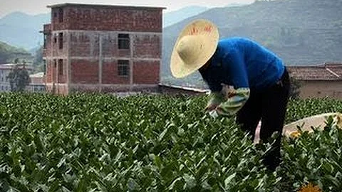 Tea time in China - DayDayNews