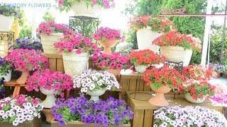 サントリーフラワーズ『2014春夏ラインナップのご紹介』 4分19秒