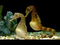 Facts: The Pot-Bellied Seahorse