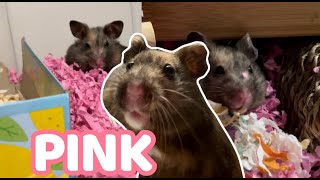 Pink Hamster Cage Clean Out!