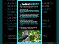 ¿Por qué es ilegal tener cuervos como mascotas?