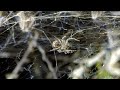 Spider Hunting Behavior and Grasshopper Prey