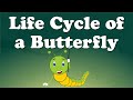 Life Cycle of a Butterfly | #aumsum #kids #science #education #whatif