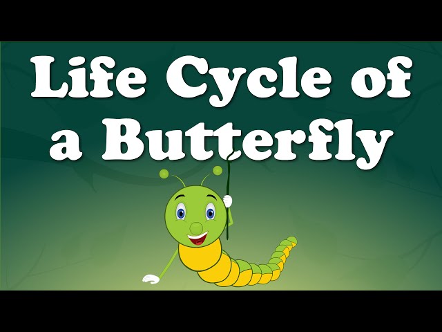 From Caterpillar to Butterfly | #aumsum #kids #science #education #whatif class=