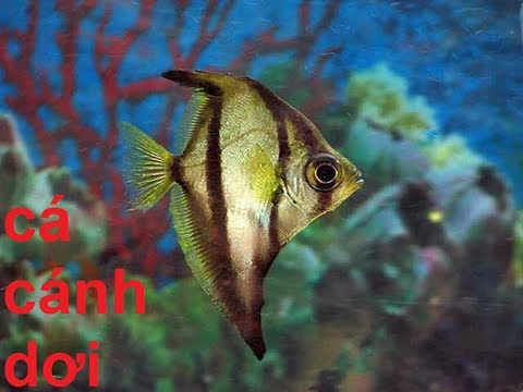 Video Cá Cánh Dơi đẹp lạ dũng mãnh(VietSub) - Seba Mono - youtube