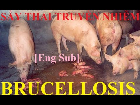 Video: Sảy Thai Do Nhiễm Vi Khuẩn (Brucellosis) ở Chó