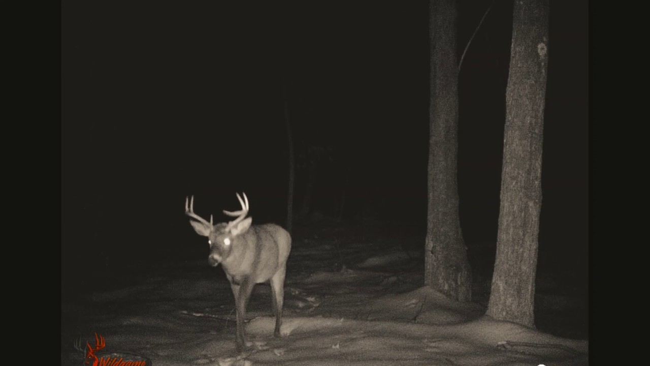 Big bucks Trail cam pics 2018 Northeast PA YouTube