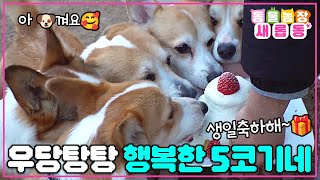 [#새롭동물농장] 코기천국에 온 걸 환영해 천국인가 지옥인가 하루도 조용할 날이 없는 웰시코기 가족 / EP.1161 #TV동물농장 #AnimalFarm #SBSstory