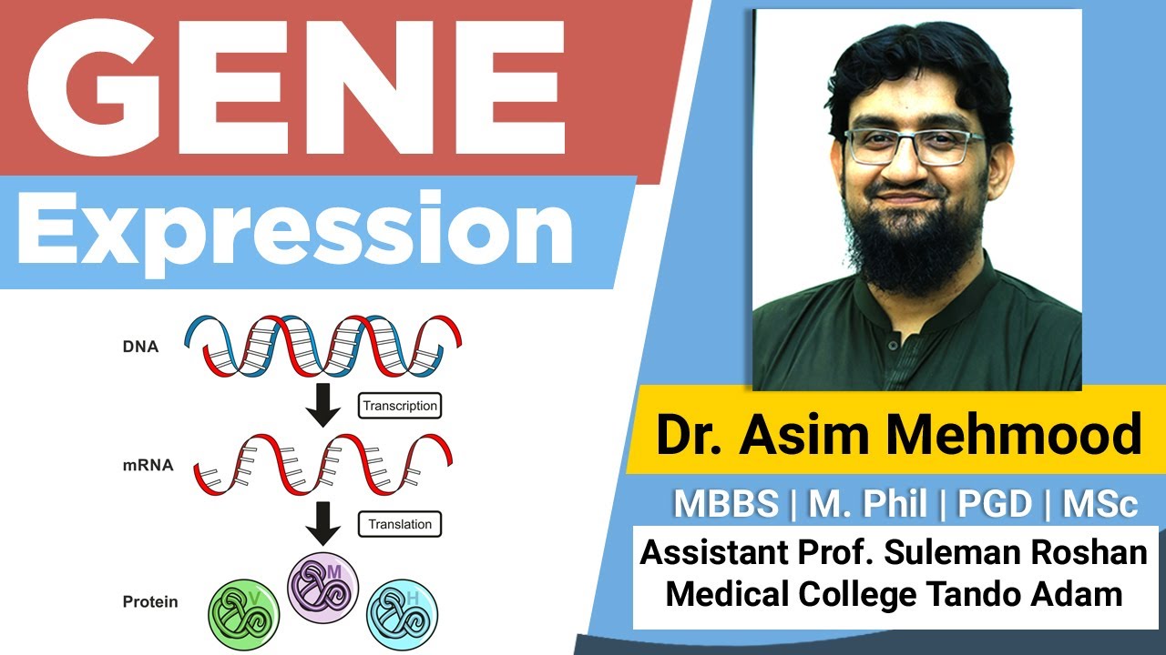 Gene Expressions DNA Transcription and Translation ( Hindi / Urdu