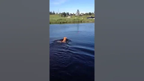 Happy puppy