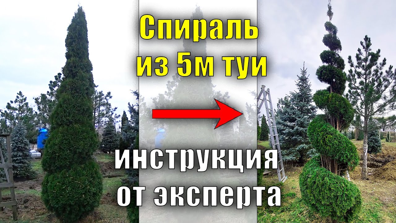 5м. Спираль из туи от эксперта. мастер - класс по стрижке, туя смарагд ...