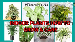 Beautiful Indoor Plants | House plants | How to care for Indoor Plants.