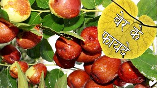 बेर के फायदे | Benefits Jujube Fruit | Ber fruit benefits | Home remedies to reduce weight in 7 days