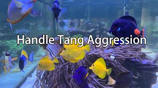 Dealing with Fish (Tang) Aggression