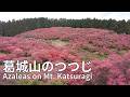 【奈良】葛城山のつつじ Azaleas on Mt. Katsuragi | Nara, Japan (2026)