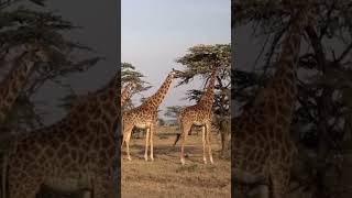Жираф: Самое высокое животное