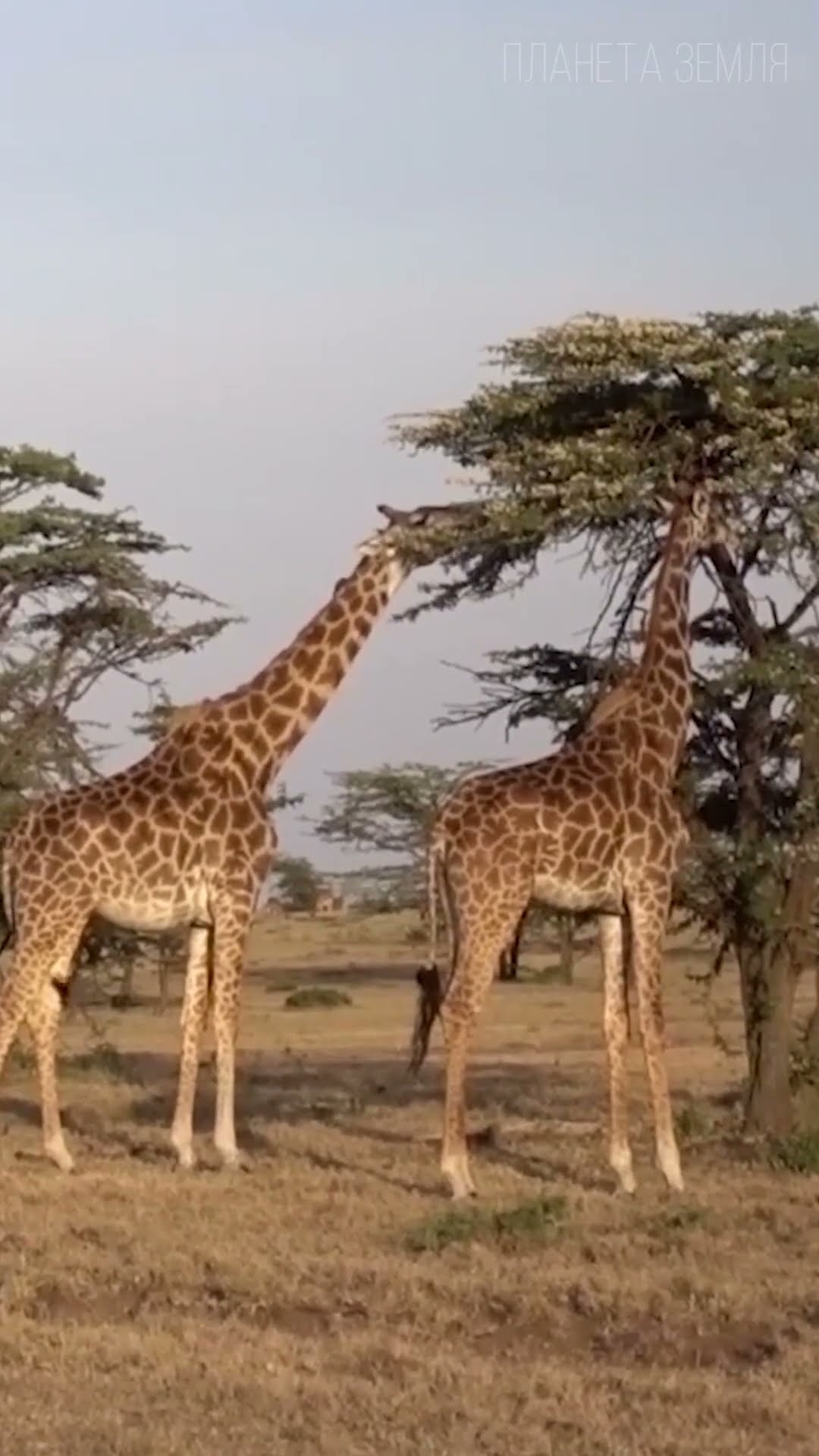 почему у жирафа синий цвет