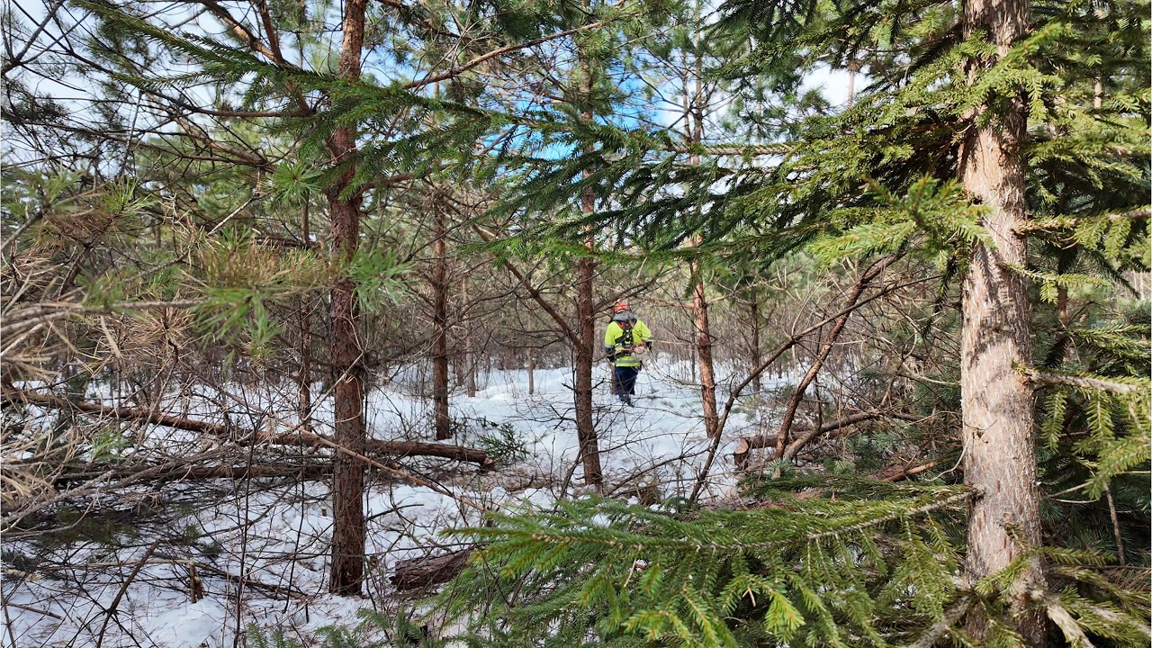 Thinning an 8-Meter Pine During the Thaw | Forest Work in Wet Snow