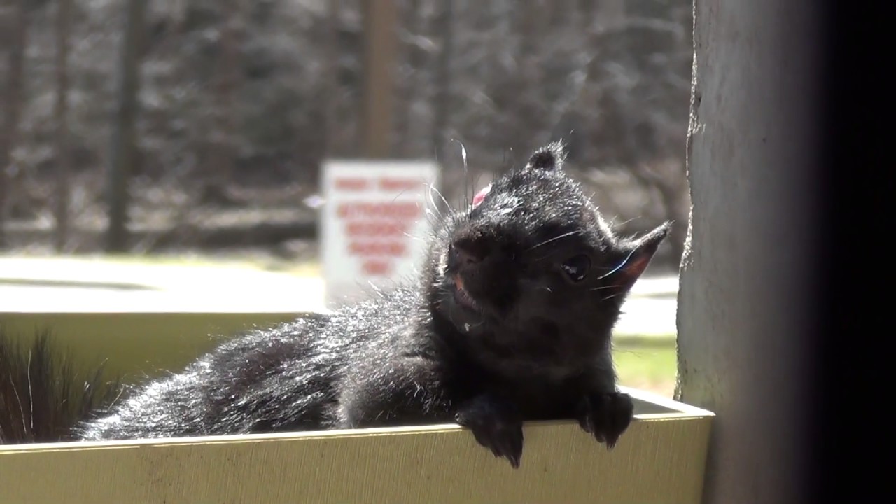 Squirrel bite lady YouTube