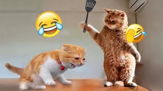 😸😂 Funniest Cats and Dogs 🙀❤️ Funniest Animals 2024 # 10