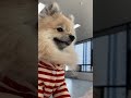 보리 첫 유치원 등원🩷
