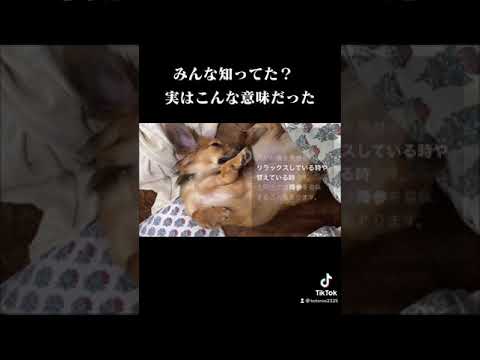犬がお腹を見せる理由が意外すぎた Shorts Youtube 犬がお腹を見せる理由が意外すぎた Shorts Youtube