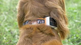 Pawfit TV advert summer 2023 | Pawfit 3 GPS dog tracker screenshot 5