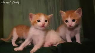 Baby Kittens Learn to Play (Bayi Kucing Belajar Bermain) by Tommy and Family 251 views 2 years ago 4 minutes, 35 seconds