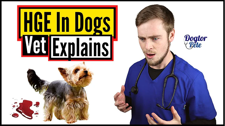 Hemorrhagic Gastroenteritis In Dogs | You NEED To Watch This To Save Your Dog! | Vet Explains - DayDayNews