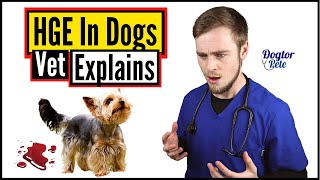 Hemorrhagic Gastroenteritis In Dogs | You NEED To Watch This To Save Your Dog! | Vet Explains