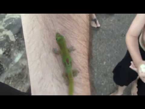 Catching Reptiles, Amphibians Mammals, Fish. Hawaii Travel Herping & Fishing.