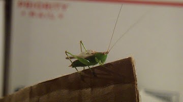 Grasshopper Chirping In My Garage