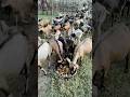 Fruits For Healthy GOAT | Black Bengal Goat farming in Odisha | Goat farming tips | Goat Nutrition