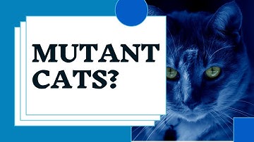Cat Tv: Mutant Cats - are you afraid? #catlover #cat
