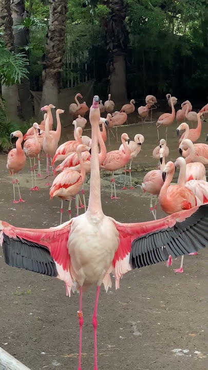 Good Morning Flamingos!