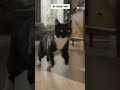 Kont! #cat #kedi #shorts #subscribe