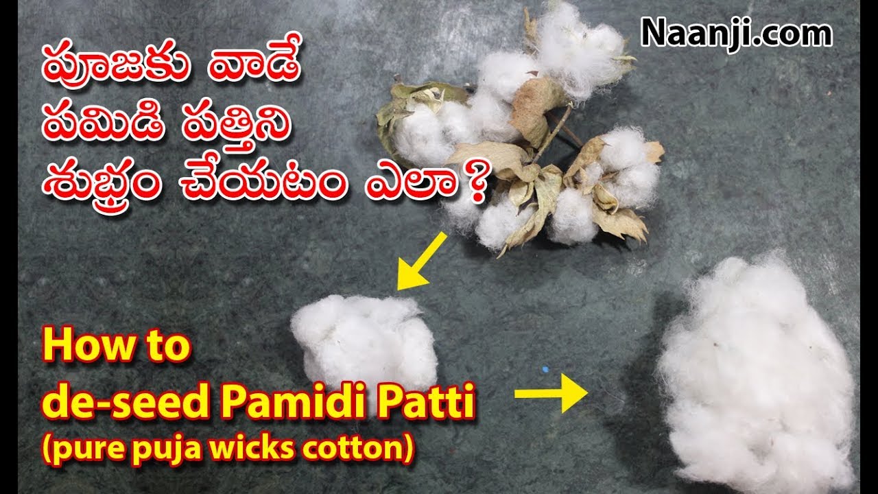 Removing seeds from Organic cotton / Pamidi patti by hand YouTube