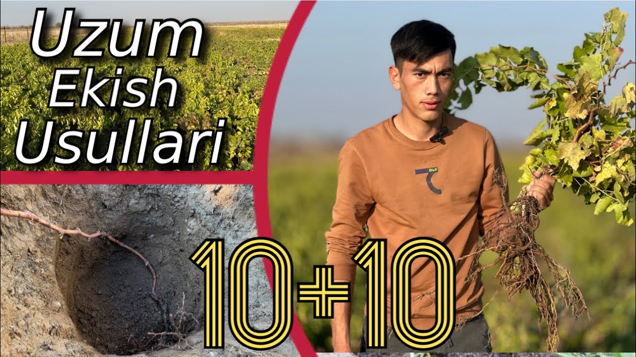 10 HIL TURDAGI UZUM KOʻCHATLARI. UZUM EKISH SIRLARI. Barchasi SARA NIHOL FIRMASIDA