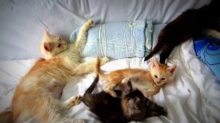 Cat and kitten relaxing.Кошка с котятами отдыхает. Cat and kitten relaxing.Кошка с котятами отдыхает.